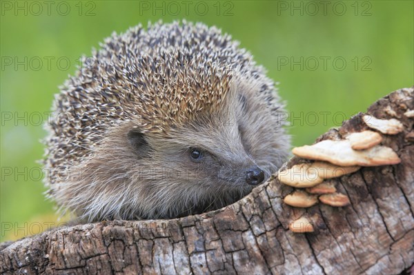 European hedgehog