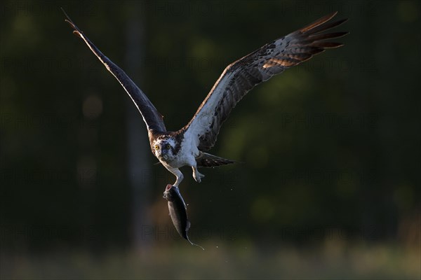 Western osprey