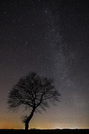 Stars in the sky above a tree