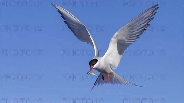 Arctic tern