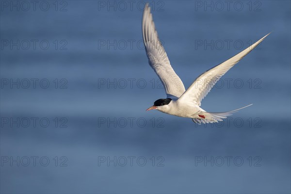 Arctic tern