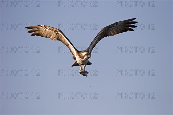 Western osprey