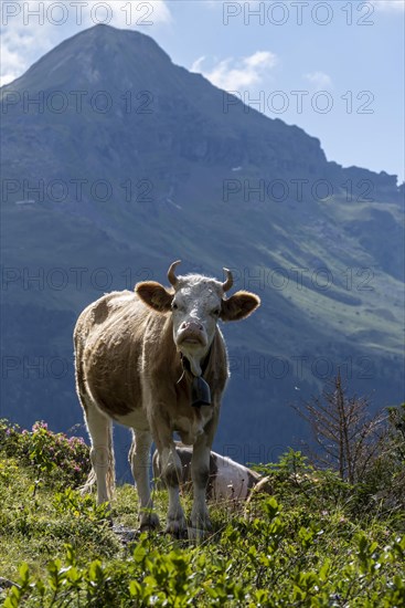 Cow with horns in front of mountain landscape