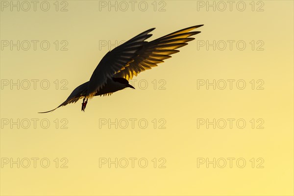 Arctic tern