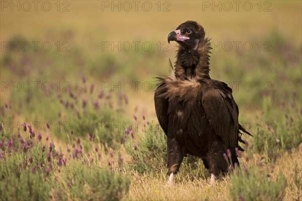 Cinereous vulture