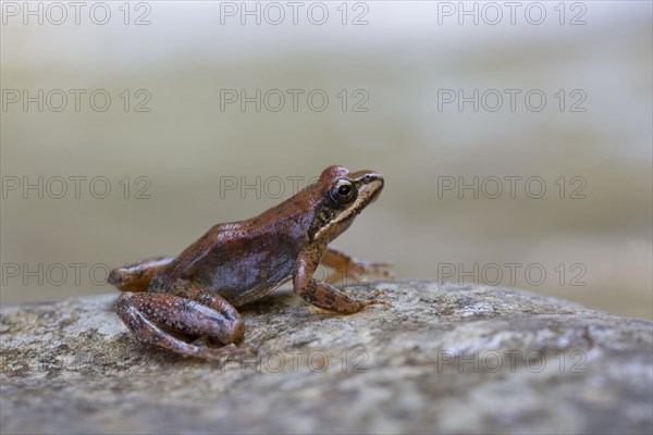 Pyrenean Frog