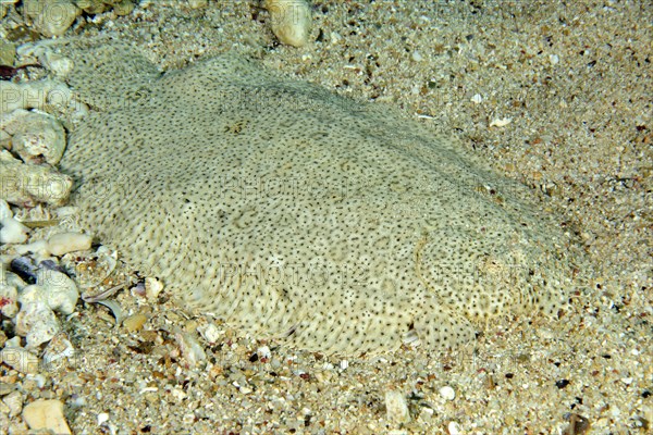 Leopard flounder