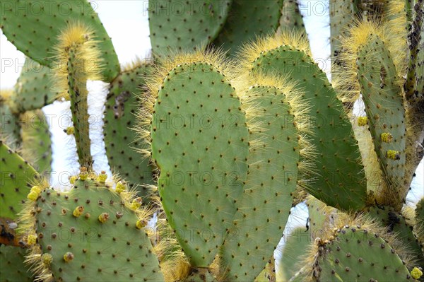 Galapagos Prickly Pear