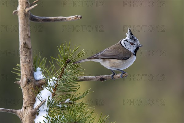 Crested tit