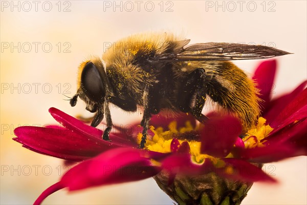 Narcissus Bulb Fly