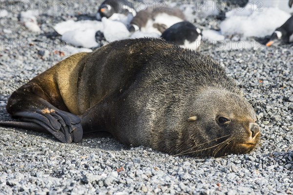 Antarctic fur seal