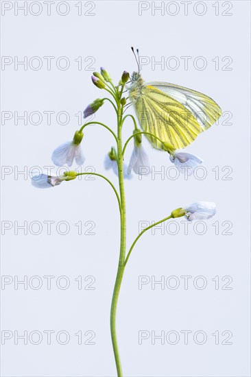 Green-veined white