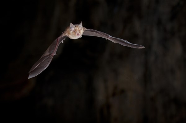 Greater horseshoe bat - Photo12-imageBROKER-Franz Christoph Robiller