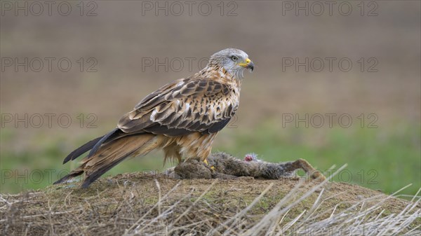 Red kite