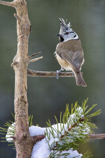 Crested tit