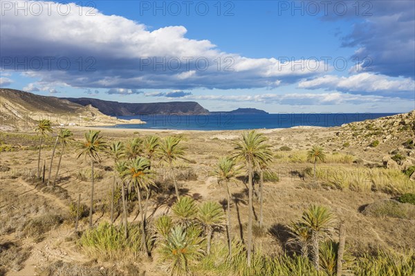 Palms at the beach El Playazo