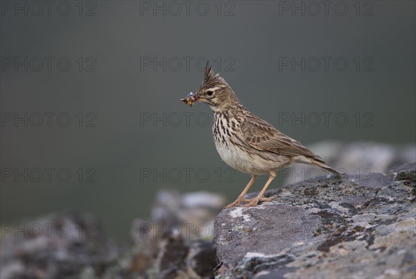 Thekla Lark