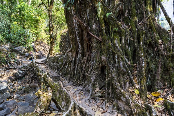 Tree Roots