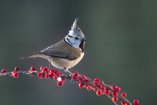 Crested tit