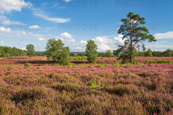 Typical heath landscape with flowering heather at Wietzer Berg