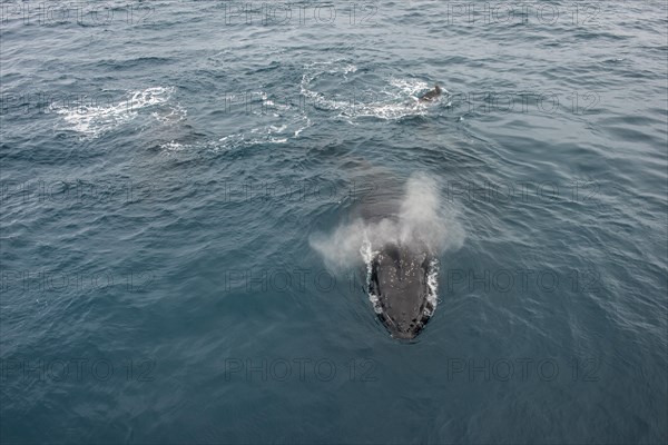 Humpback whale