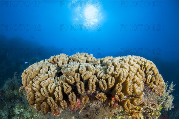 Smooth flower coral