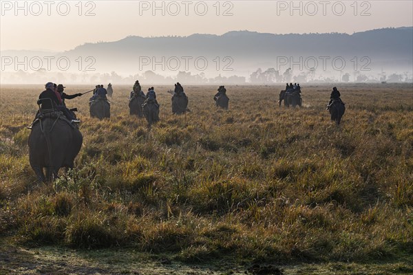 Early morning elephant ride on elephants through the elephant grass