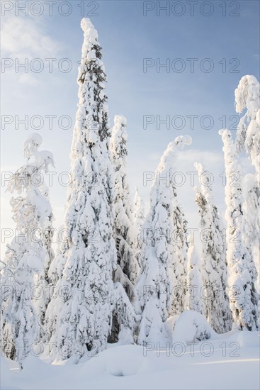 Snow-covered trees