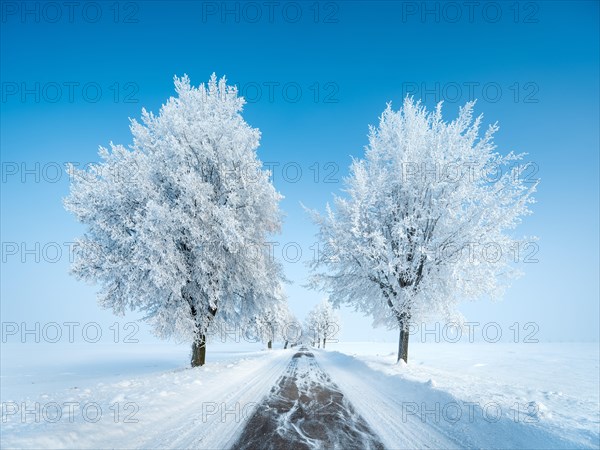 Avenue through deep snowy cold winter landscape