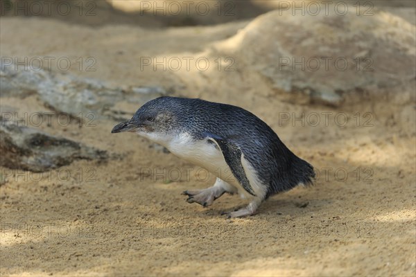 Little penguin