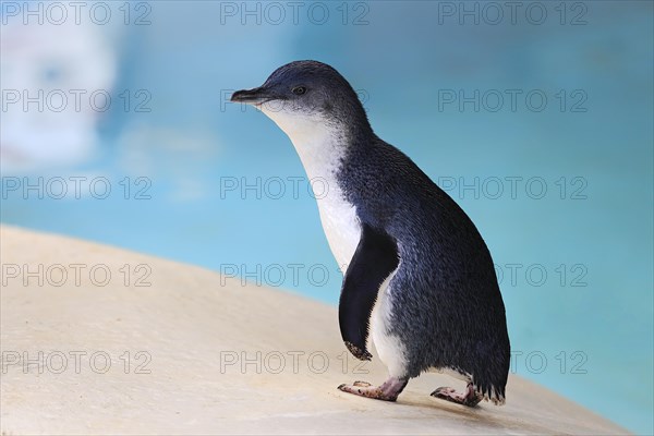 Little penguin