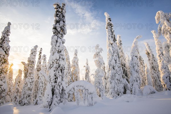 Snow-covered trees