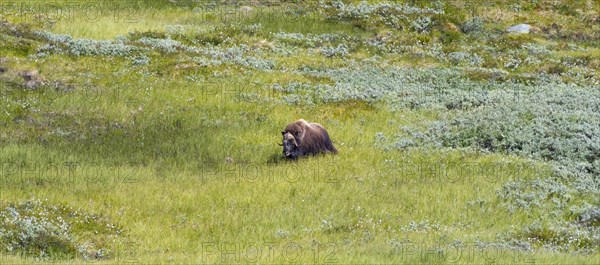 Musk ox