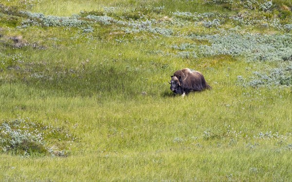 Musk ox