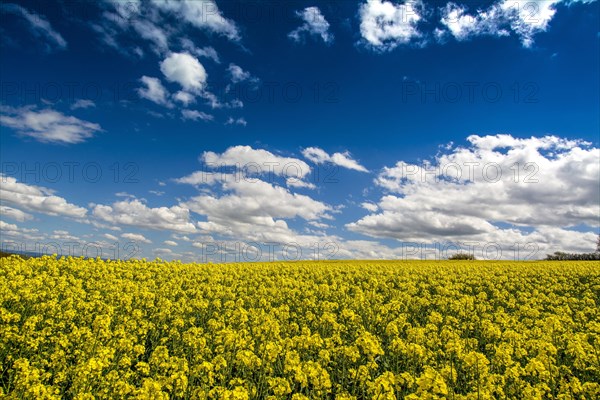 Rape field in France