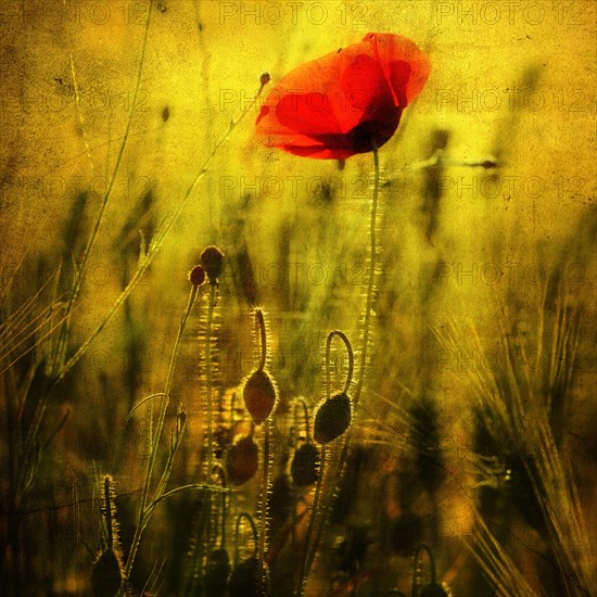 Poppy in a wheat field
