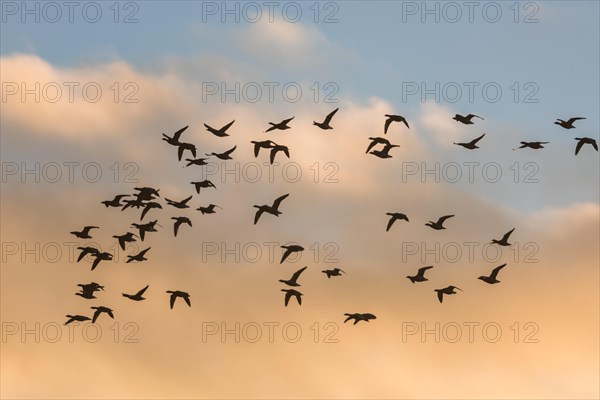 Brent Geese