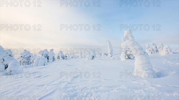 Snow-covered trees