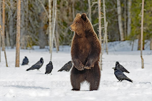 Young European brown bear