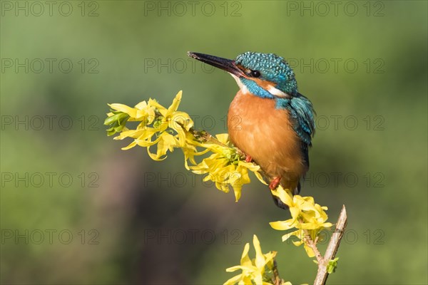 Common kingfisher