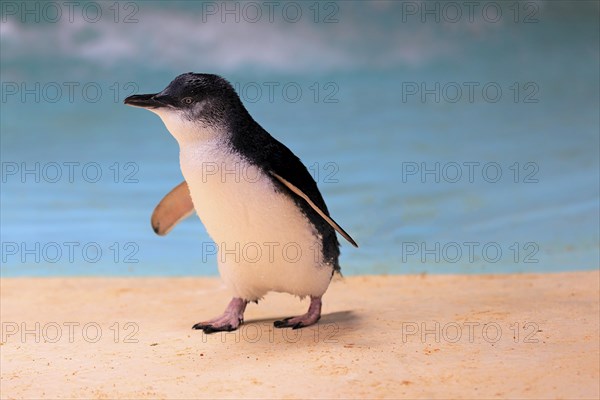 Little penguin