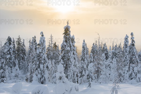 Snow-covered trees