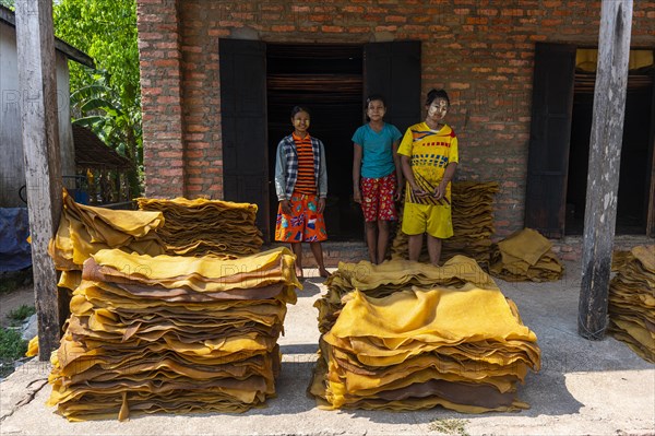 Local workers at a Rubber plantation near Myeik or Mergui