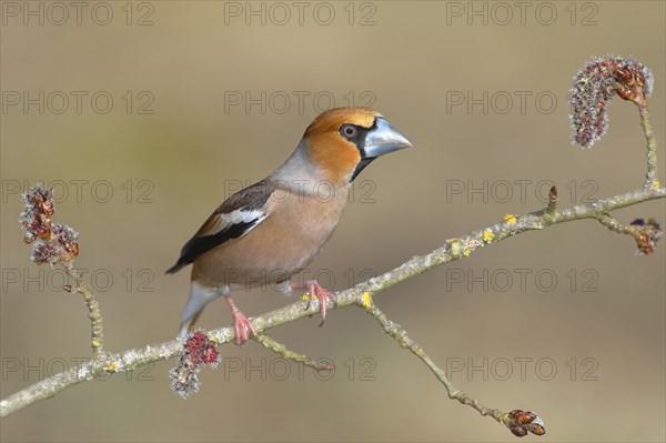 Hawfinch