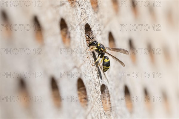 Wall clay wasp