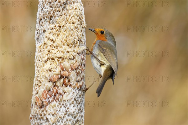 European robin