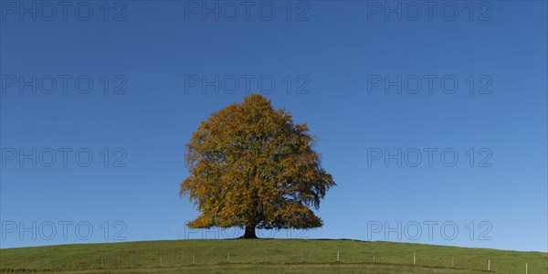 Common beech