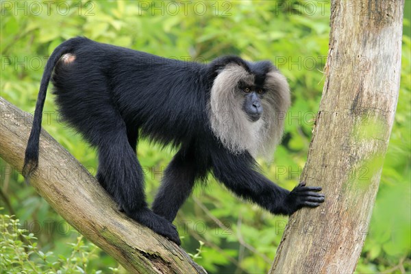 Lion-tailed macaque