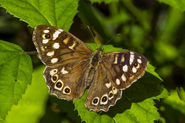 Speckled wood