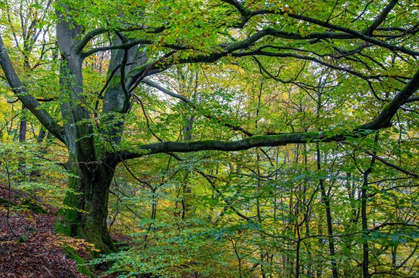 Green leafy beech in the Helle valley near Winterberg